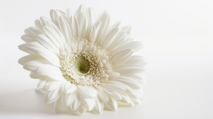 Fototapeta premium Abstract Floral Vectors: White Flowers and Botanical Elements in Modern Design