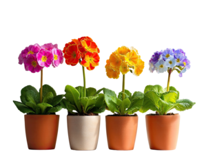 Five colorful primroses in terracotta pots, arranged in a row against a transparent background