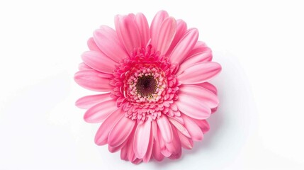 Abstract Floral Vectors: White Flowers and Botanical Elements in Modern Design