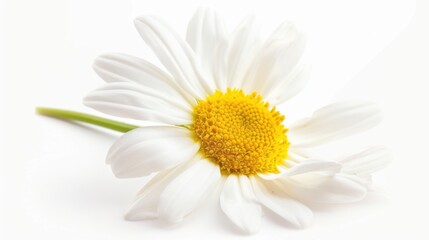 Fototapeta premium Abstract Floral Vectors: White Flowers and Botanical Elements in Modern Design