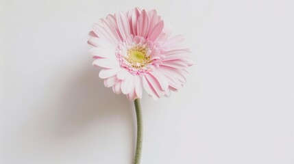 Abstract Floral Vectors: White Flowers and Botanical Elements in Modern Design