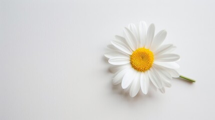 Obraz premium Abstract Floral Vectors: White Flowers and Botanical Elements in Modern Design