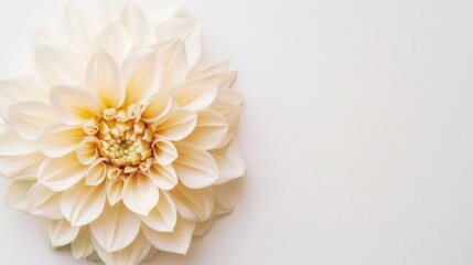 Abstract Floral Vectors: White Flowers and Botanical Elements in Modern Design