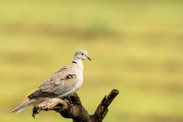 Eurasian collared Dove in Grassland of Bhigwan, Pune