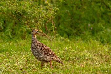 Gray Francolin in grass land of Bhigwan