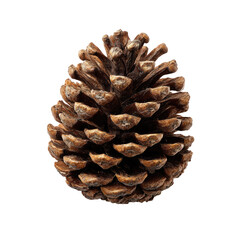 Close-up of a brown pine cone with scales, set against a stark black background