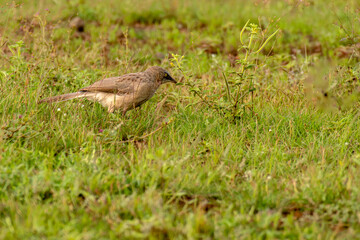 Large Gray Babbler in grassland of Bhigwan
