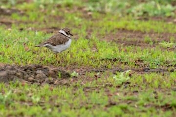 Little Ringed Plover in grass land of Bhigwan