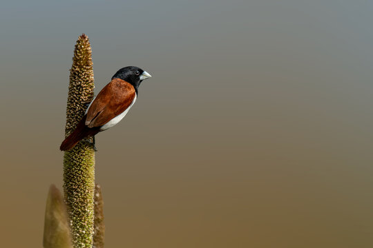 Tricolored Munia in Pearl millet field at Parinche Saswad, Pune