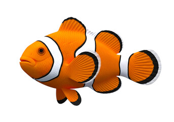 3d Vibrant orange clownfish with white stripes isolated on transparent background