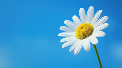 A clear sky background, a daisy flower 