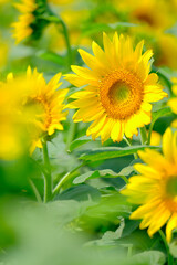 Fototapeta premium ひまわり 向日葵