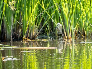 Serene wetland scene with lush green reeds and a hidden bird reflecting in calm water