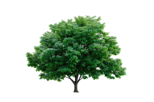Isolated lush green tree against black background. Full, vibrant foliage. Dark gray trunk. Clearly defined silhouette