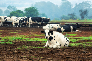farm with milk dairy cows in south africa, outdoors herd of cows eating, fresh black ground with green grass ,Holstein female animals