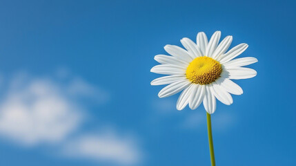 A clear sky background, a daisy flower 