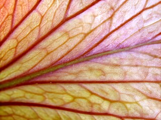 Fototapeta premium abstract macro background close-up