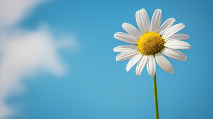 A clear sky background, a daisy flower 