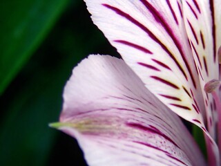 abstract macro background close-up