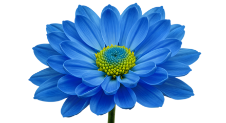 Blue chrysanthemum flower isolated on transparent background cutout