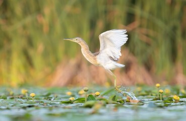 Squacco heron (Ardeola ralloides) with outstretched wings standing on a lily pad in a serene wetland