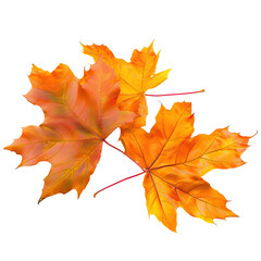 Fototapeta premium and keyword list based on the image, optimized for SEO.. Autumn Maple Leaves Gathering, Fall Color in Nature, Isolated on Dark Background