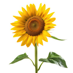 Obraz premium and keyword list as requested.. Sunflower Blooms with Vibrant Yellow Petals, Facing Sun in Summer Field.