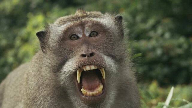 Monkey showing teeth in forest, slow motion, Indonesia