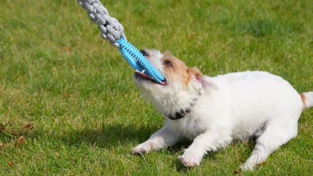 Jack Russell Playing Outdoors on sunny day. Happy Dog pulling a toy from his owner. Tug of war game