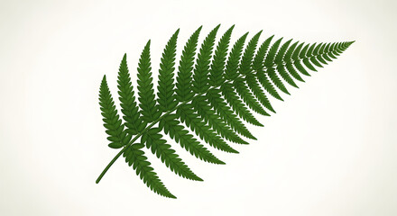 Green Fern Frond on White Backdrop Elegant Foliage Design