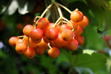 A detailed close-up of a ripening cluster of viburnum.