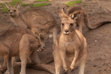 Eastern grey kangaroo mob (Macropus giganteus) on sandy ground, juvenile standing in foreground, close-up wildlife shot with shallow depth of field, grassland habitat in Australia