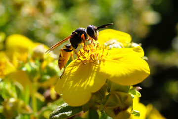 A highly detailed close-up of a wasp foraging for nectar on a bright yellow flower, with sharp focus on the insect's head and body.