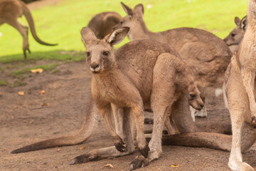 Mob of eastern grey kangaroos (Macropus giganteus) resting on sandy ground with green grass background, juvenile at front, daylight close-up, wildlife shot with shallow depth of field, Australia