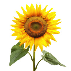 Obraz premium Vibrant sunflower with dark center and green leaves