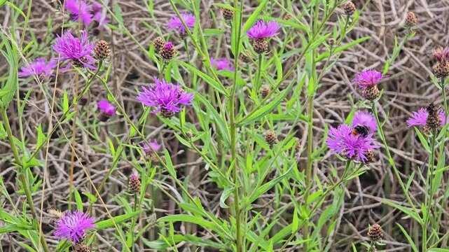 Purple knapweed flowers moving softly in summer meadow breeze.