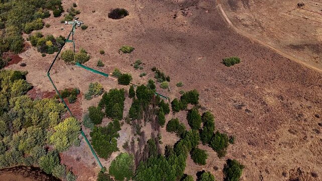 Helicopter unsuccessfully directing wildebeest herd into boma for relocation