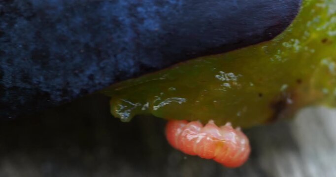 Larva of a Plum Fruit Moth (Grapholita funebrana), close-up showing its head .