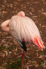 Wildlife close-up of greater flamingo (Phoenicopterus roseus), pale pink bird resting with head nestled in feathers; black flight feathers visible, shallow depth of field, natural background