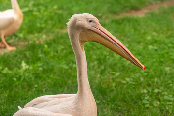 Great White Pelican (Pelecanus onocrotalus) close-up side profile on green grass, pale pink-white plumage and long orange-yellow bill, daylight, shallow depth of field, portrait with copy space