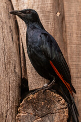 Close-up portrait of red-winged starling Onychognathus morio perched on rough wooden log, glossy black plumage with chestnut orange wing panel, side view, natural light, shallow depth of field