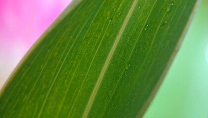 Detailed close-up of a vibrant green leaf with water droplets and blurred background