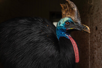 Detail study of a cassowary head and neck, Northern Cassowary (Casuarius unappendiculatus) with horn-like casque, blue skin and red wattle, black quill-like feathers, close-up portrait with soft bokeh