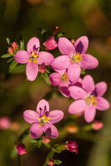 Obraz premium Macro close-up of pink common centaury flowers (Centaurium erythraea) in bloom, five-petaled star-shaped blossoms with yellow stamens and buds, natural background with bokeh, wildflower detail