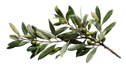 Olive branch with leaves and fruit