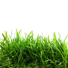 Obraz premium and keyword list based on the image.. Green Grass Grows, Foreground Close-Up, Garden or Lawn Against Black Background.