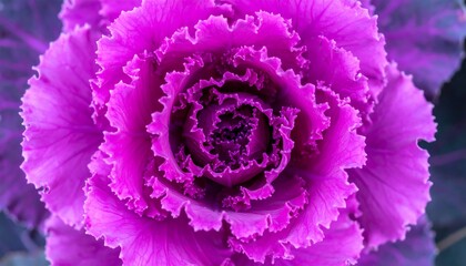 Obraz premium Vibrant purple ornamental cabbage (1)