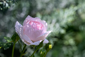 Close up of delicate pink rose in full bloom. Beautiful flower blossom for garden decor and springtime concept. Pastel colors, cool shades