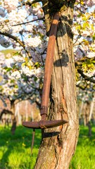 Vintage digging tool leans against tree in orchard