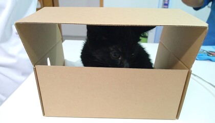 Black kitten inside cardboard box, vet clinic